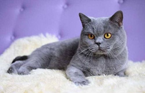小猫宠物牌子排名前十(kojima宠物牌子介绍)插图5