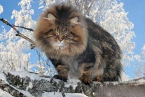 猫的最美十大排行榜(猫咪最美十大排行榜)插图8