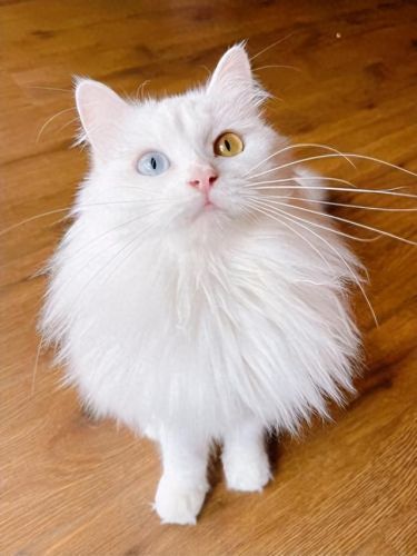 十大猫价格排行榜最新图片(十大良心猫罐头排行榜)插图7