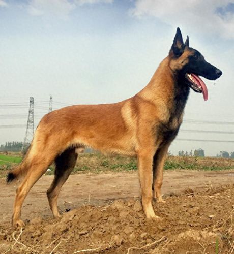 中国缉毒警犬排名前十(警犬电视剧十大排名)插图4