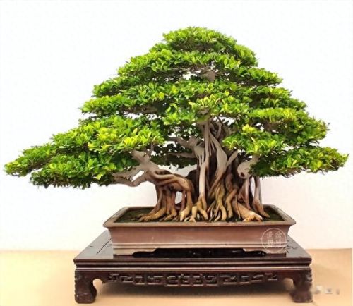 十大畅销绿植盆景树种排行榜(常见盆景树种有哪些)插图7