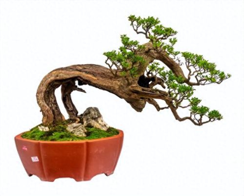 十大畅销绿植盆景树种排行榜(常见盆景树种有哪些)插图3