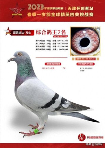 中国十大名鸽家排行榜(中国赛鸽网赛事直播)插图6