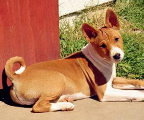 十大最倔强的狗犬排行榜(十大最聪明的狗不掉毛小型犬)插图5