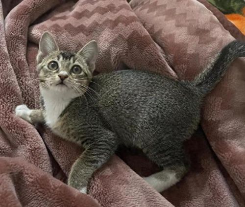 十大猫价格排行榜最新图片(十大良心猫罐头排行榜)插图8