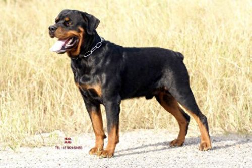 中国缉毒警犬排名前十(警犬电视剧十大排名)插图2