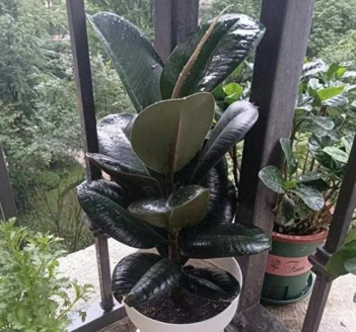 走廊绿植十大排行榜(十大最旺风水的植物)插图2