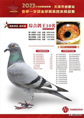 中国十大名鸽家排行榜(中国赛鸽网赛事直播)