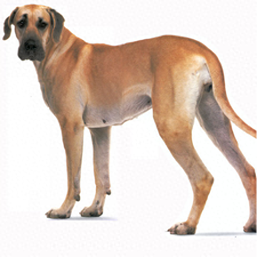 中国缉毒警犬排名前十(警犬电视剧十大排名)插图7