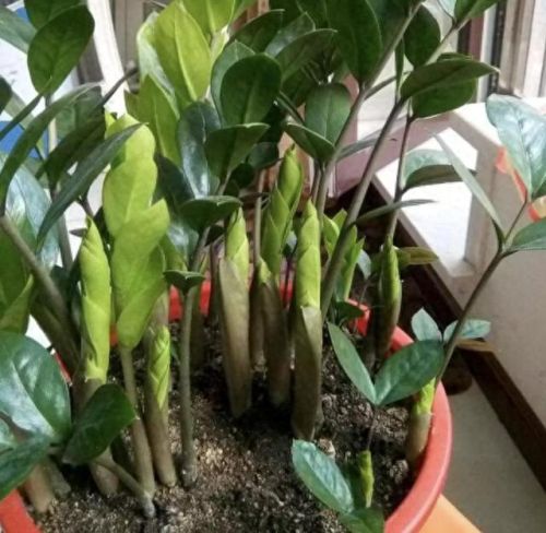 走廊绿植十大排行榜(十大最旺风水的植物)插图4