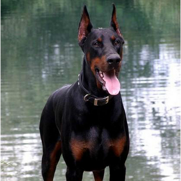 中国缉毒警犬排名前十(警犬电视剧十大排名)插图1