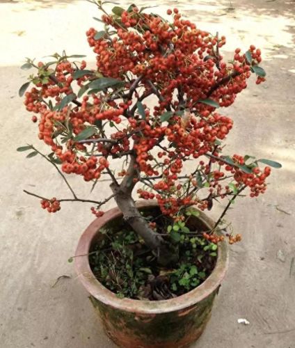 走廊绿植十大排行榜(十大最旺风水的植物)
