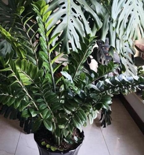 走廊绿植十大排行榜(十大最旺风水的植物)插图3