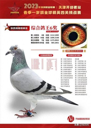 中国十大名鸽家排行榜(中国赛鸽网赛事直播)插图5