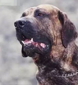 国内巨型猛犬排名前十(十大巨型犬品种)插图7