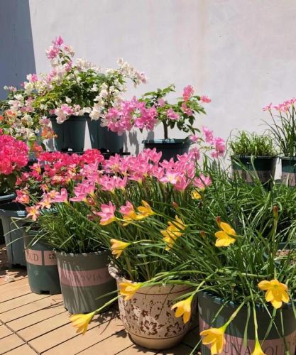 植物抗热元素排名前十(不怕热的植物)插图9