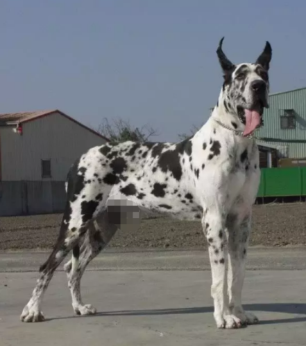 国内巨型猛犬排名前十(十大巨型犬品种)插图1