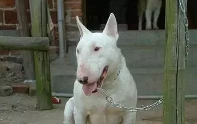国内巨型猛犬排名前十(十大巨型犬品种)插图14