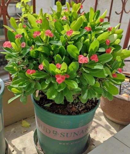 植物抗热元素排名前十(不怕热的植物)