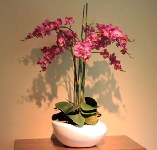 兰花阳台品种排名前十(兰花品种十大排名)插图1