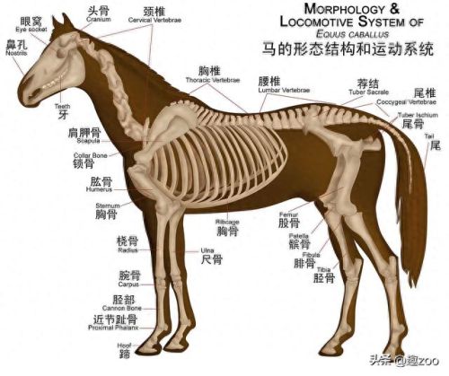 动物视力排名前十(一级保护动物排名)插图9