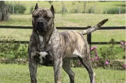 国内巨型猛犬排名前十(十大巨型犬品种)插图12