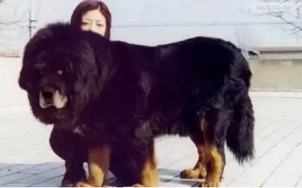 国内巨型猛犬排名前十(十大巨型犬品种)插图3