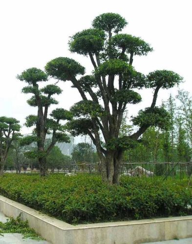 耐寒骨架植物排名前十(哪类作为植物空间的基本骨架)插图7