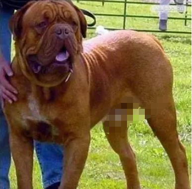 国内巨型猛犬排名前十(十大巨型犬品种)插图8