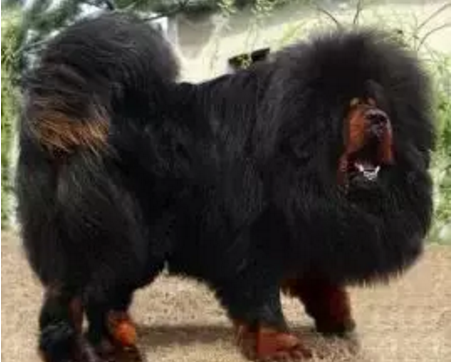 国内巨型猛犬排名前十(十大巨型犬品种)插图4