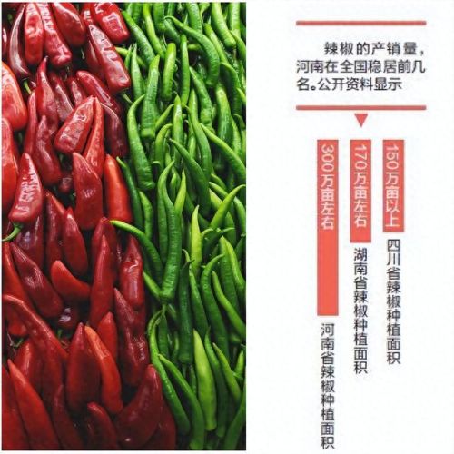 辣椒排名前十的省(全国哪里辣椒最好)插图4