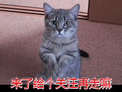 德牧价钱排名前十(德牧国内排行榜)