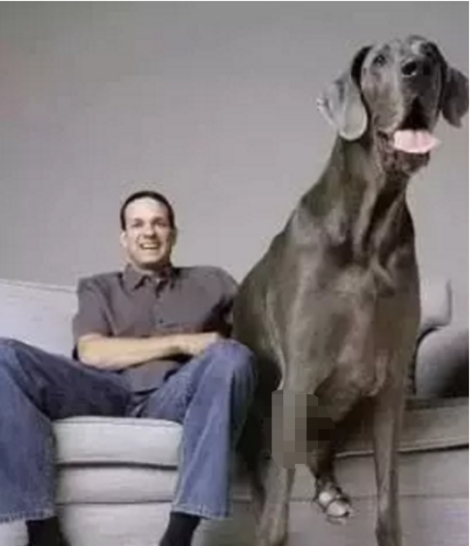 国内巨型猛犬排名前十(十大巨型犬品种)插图2