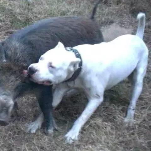 国内巨型猛犬排名前十(十大巨型犬品种)插图10
