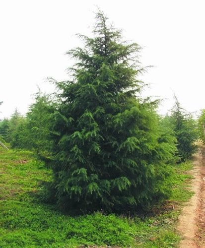 耐寒骨架植物排名前十(哪类作为植物空间的基本骨架)插图3