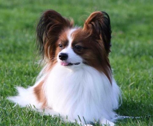 宠物智商排行榜前十名(十大高智商宠物)插图2