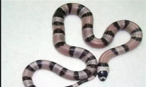水蛇排行榜(陕西蛇种类大全照片)插图2