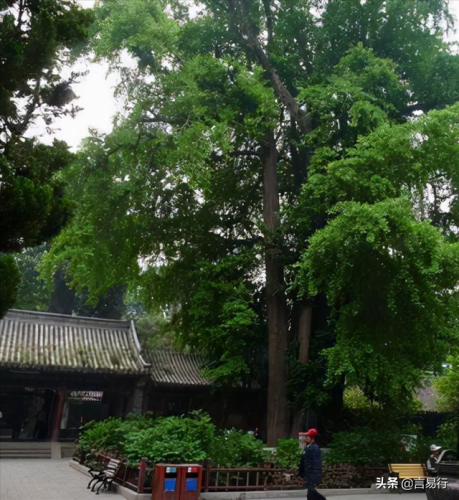 中国排名前十风景树(中国最美山水排行榜)插图5