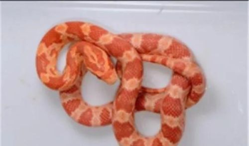 水蛇排行榜(陕西蛇种类大全照片)插图