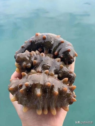威海美食海参排名前十(威海特色高档餐厅排名)插图6