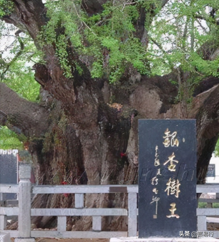 中国排名前十风景树(中国最美山水排行榜)插图7