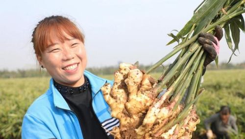 姜粉排行榜(小黄姜粉哪个品牌最好)插图5