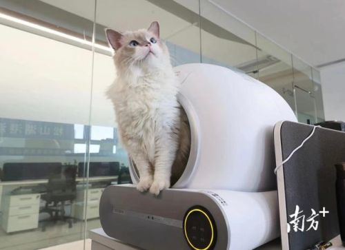 番禺养猫企业排名前十(广州番禺宠物市场在哪里)插图2