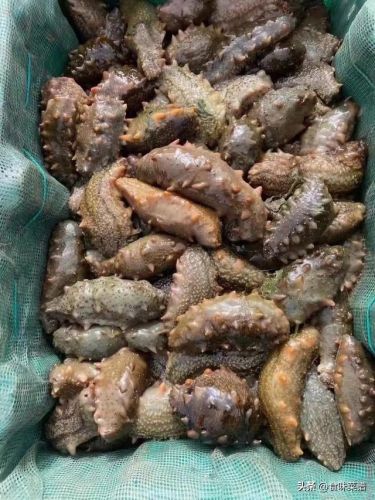 威海美食海参排名前十(威海特色高档餐厅排名)插图10