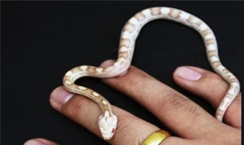 水蛇排行榜(陕西蛇种类大全照片)插图1