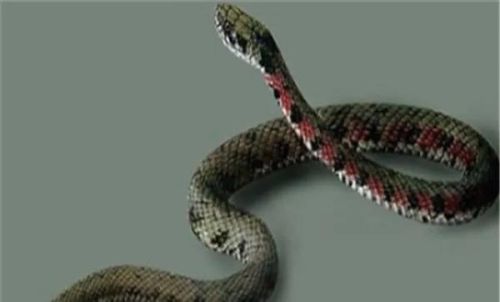 水蛇排行榜(陕西蛇种类大全照片)插图7