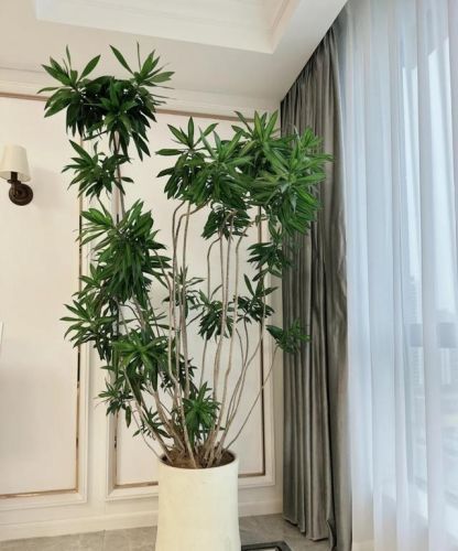 适合家养花卉排行榜(十大最旺家庭的绿植)插图46