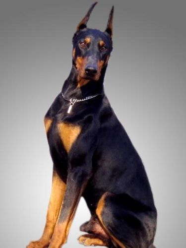 宠物智商排行榜前十名(十大高智商宠物)插图5