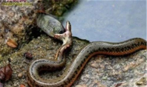 水蛇排行榜(陕西蛇种类大全照片)插图6