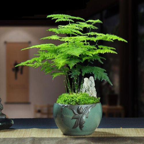 适合家养花卉排行榜(十大最旺家庭的绿植)插图4